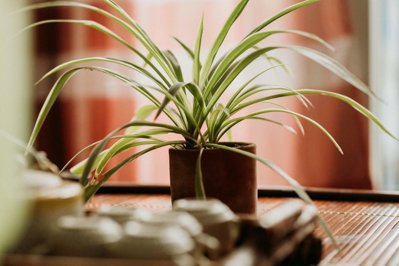 Bamboo Homestay هوي المظهر الخارجي الصورة